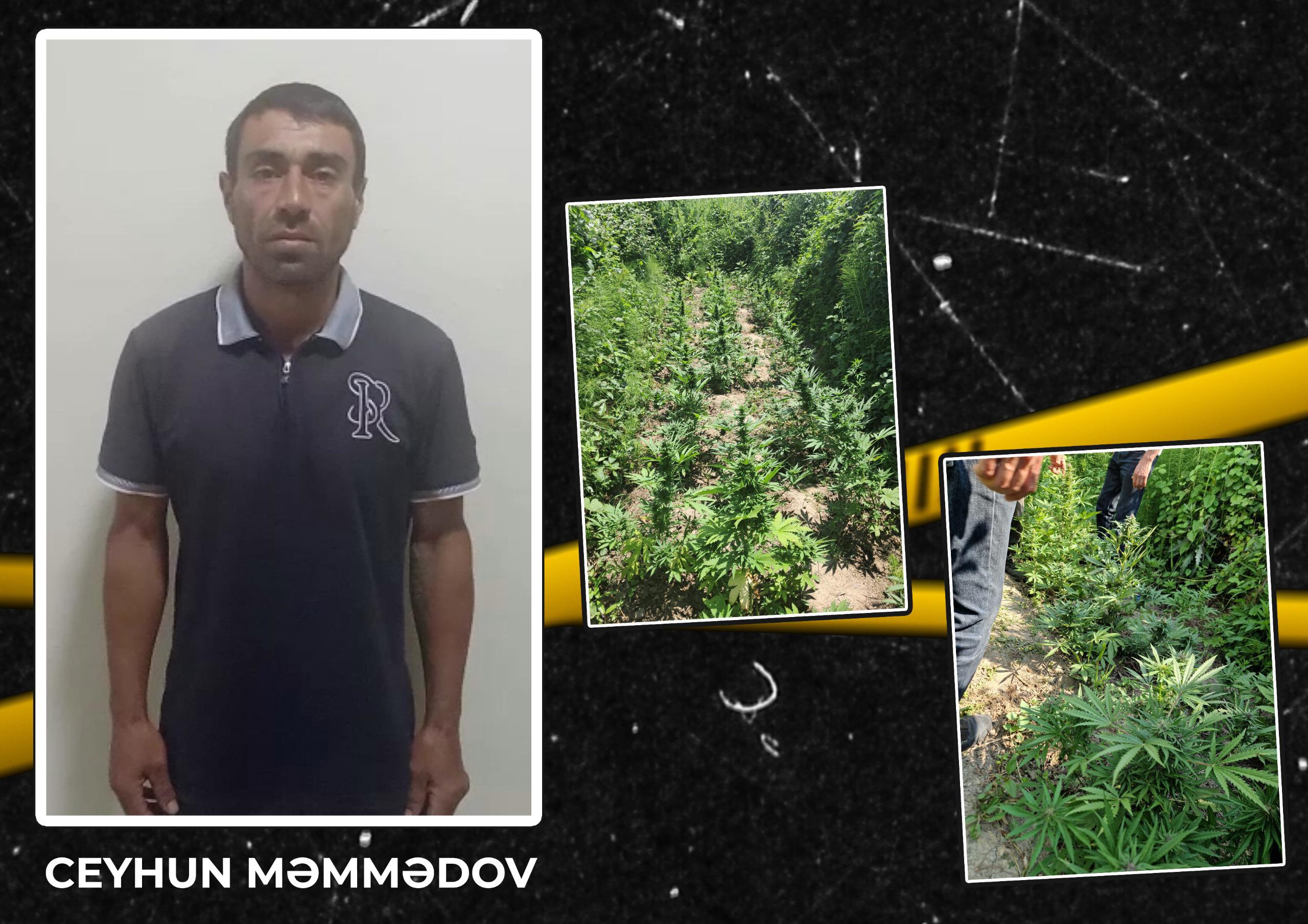 İsmayıllıda həyətində çətənə kolu yetişdirən şəxs tutulub.