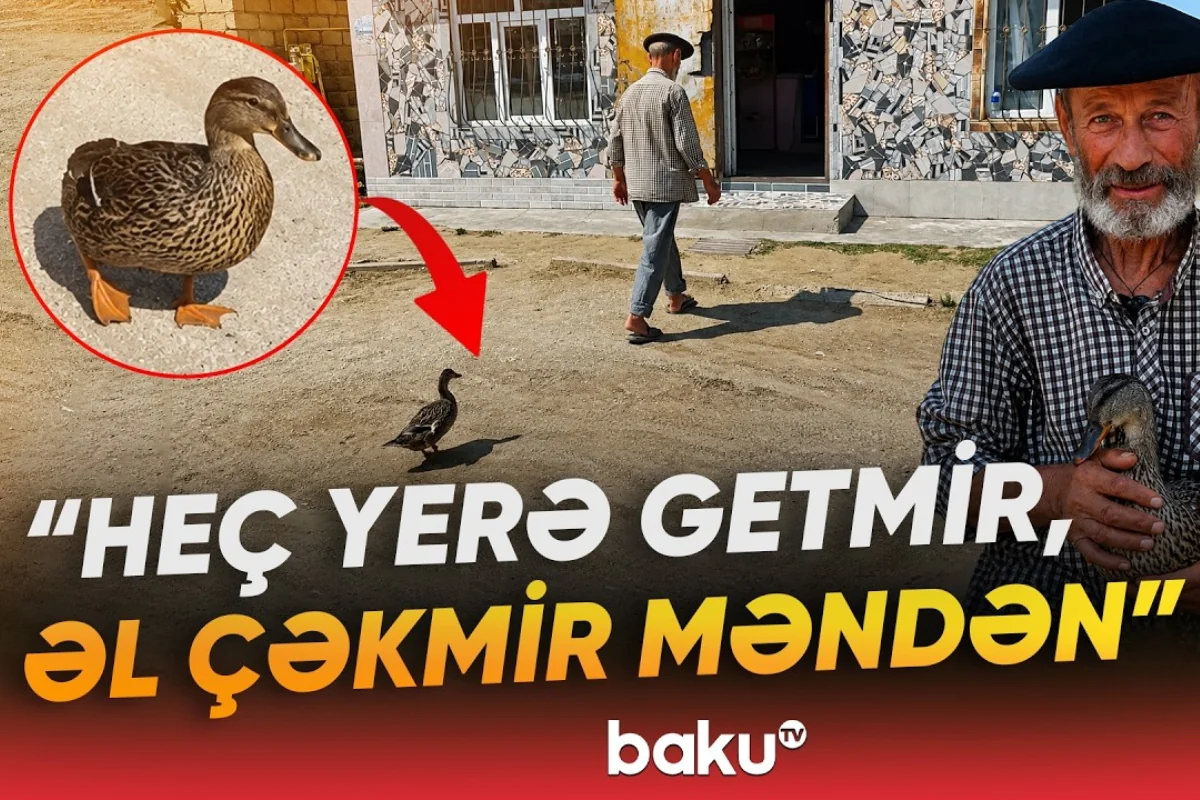 Lənkəranda qeyri-adi ördək: Tənha sahibinin yanından ayrılmır – VİDEO